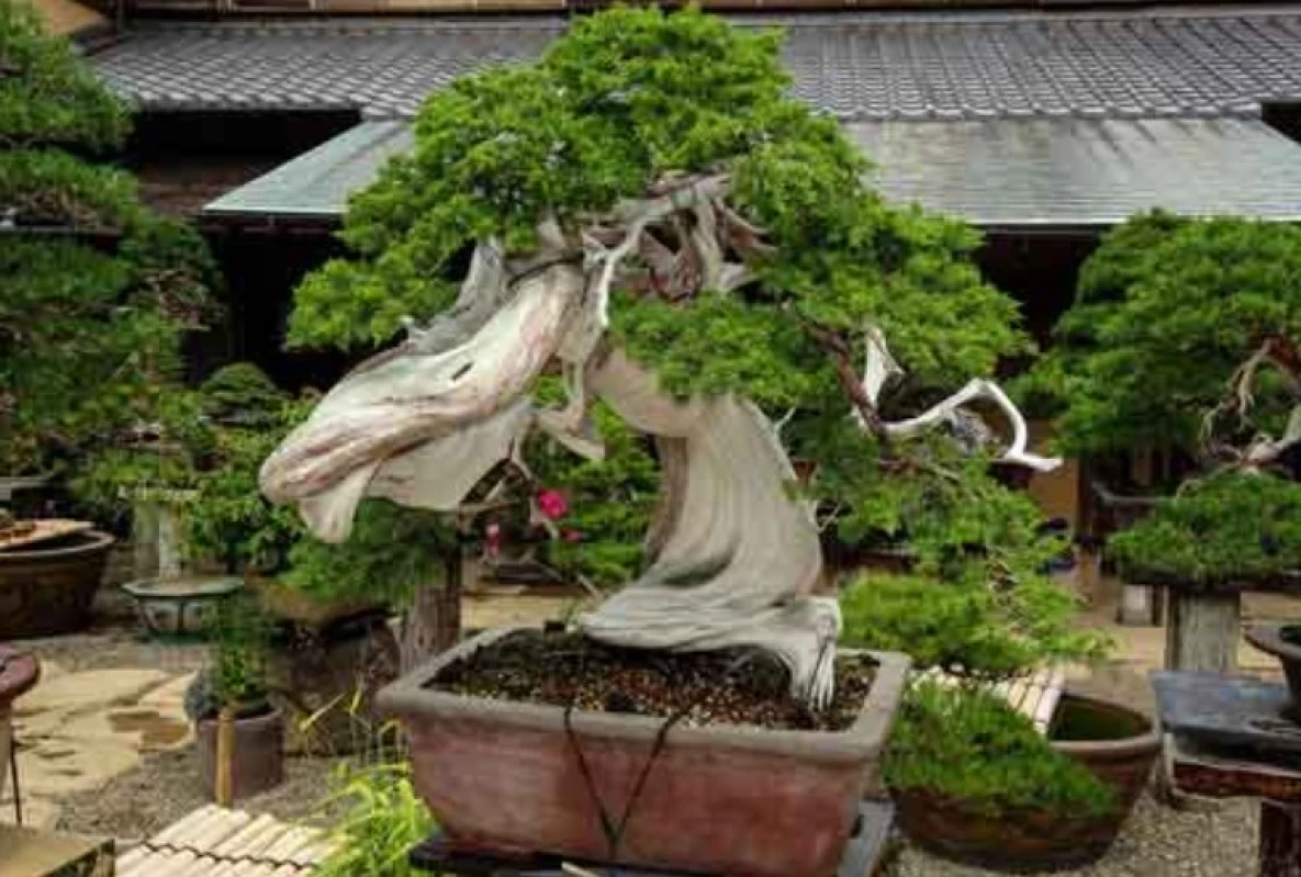 Bonsai Sancang Termahal di Indonesia